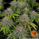 Critical Kush - BARNEY’S FARM | TanieSianie.pl