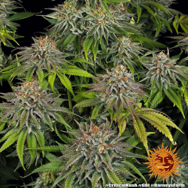 Critical Kush - BARNEY’S FARM | TanieSianie.pl