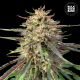 CBD Guerilla Glue Auto - BULK SEED BANK | TanieSianie.pl