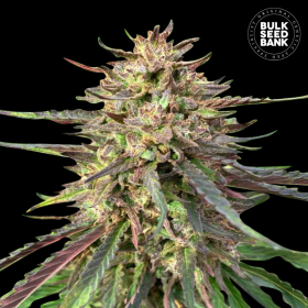 CBD Guerilla Glue Auto - BULK SEED BANK | TanieSianie.pl