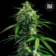 CBD Indica King - BULK SEED BANK | TanieSianie.pl