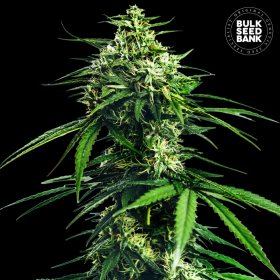 CBD Indica King - BULK SEED BANK | TanieSianie.pl
