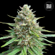 CBD Sativa King - BULK SEED BANK | TanieSianie.pl