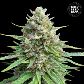 CBD Sativa King - BULK SEED BANK | TanieSianie.pl