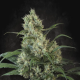 Highway 66 - PARADISE SEEDS | TanieSianie.pl