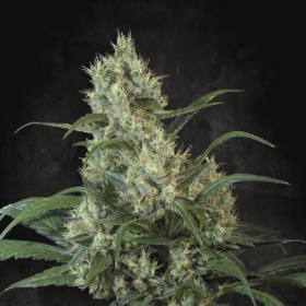 Highway 66 - PARADISE SEEDS | TanieSianie.pl