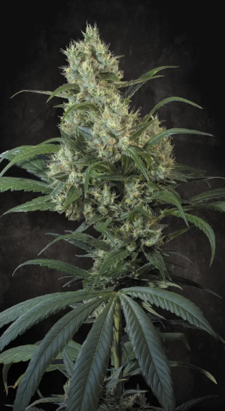Highway 66 - PARADISE SEEDS | TanieSianie.pl