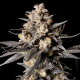 Apple Bananas - 00 SEEDS BANK | TanieSianie.pl