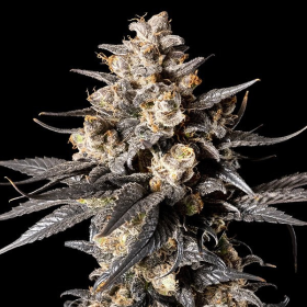 Apple Bananas - 00 SEEDS BANK | TanieSianie.pl