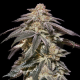 Apple Bananas Auto - 00 SEEDS BANK | TanieSianie.pl