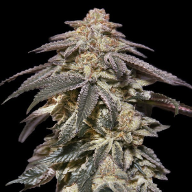 Apple Bananas Auto - 00 SEEDS BANK | TanieSianie.pl