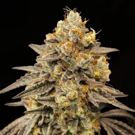Biscotti Zkittlez Auto - 00 SEEDS BANK | TanieSianie.pl