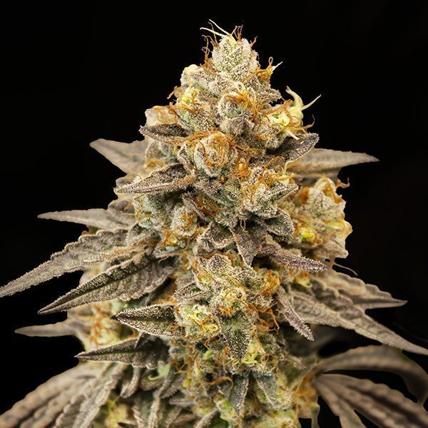 Biscotti Zkittlez Auto - 00 SEEDS BANK | TanieSianie.pl