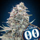 Blue Dream Auto - 00 SEEDS BANK | TanieSianie.pl