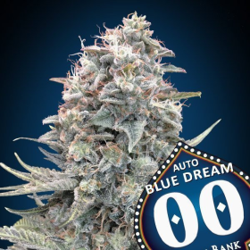 Blue Dream Auto - 00 SEEDS BANK | TanieSianie.pl
