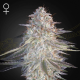 Super Lemon Haze x Pink Candy - GREEN HOUSE SEEDS | TanieSianie.pl