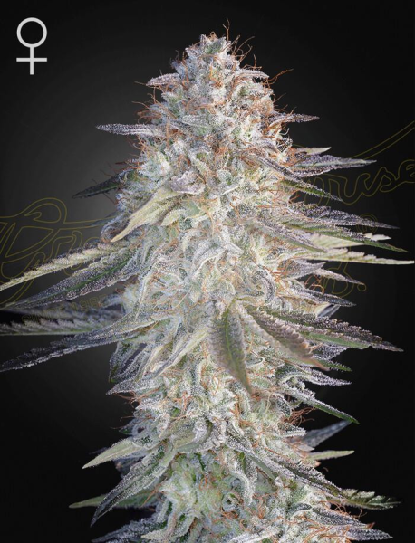 Super Lemon Haze x Pink Candy - GREEN HOUSE SEEDS | TanieSianie.pl
