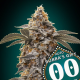 Bubba's Gift Auto - 00 SEEDS BANK | TanieSianie.pl