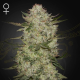 HighCloudZ Auto - GREEN HOUSE SEEDS | TanieSianie.pl