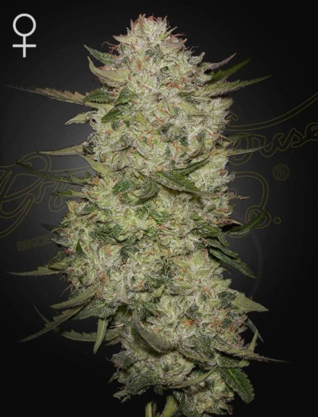 HighCloudZ Auto - GREEN HOUSE SEEDS | TanieSianie.pl