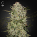 HighCloudZ Auto - GREEN HOUSE SEEDS