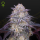 King's Juice Auto - GREEN HOUSE SEEDS | TanieSianie.pl