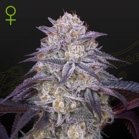 King's Juice Auto - GREEN HOUSE SEEDS | TanieSianie.pl
