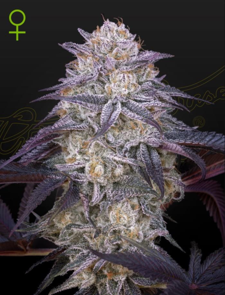 King's Juice Auto - GREEN HOUSE SEEDS | TanieSianie.pl