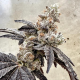 Ben & Gary's - EXOTIC GENETIX | TanieSianie.pl