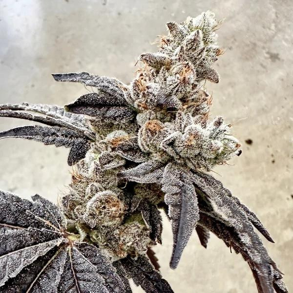 Ben & Gary's - EXOTIC GENETIX | TanieSianie.pl