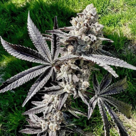 Drippin' Aint Eazy - EXOTIC GENETIX | TanieSianie.pl