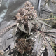 Event Horizon - EXOTIC GENETIX | TanieSianie.pl