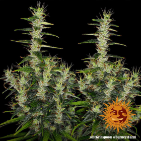Dr Grinspoon - BARNEY’S FARM | TanieSianie.pl