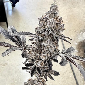 Money Ball - EXOTIC GENETIX | TanieSianie.pl