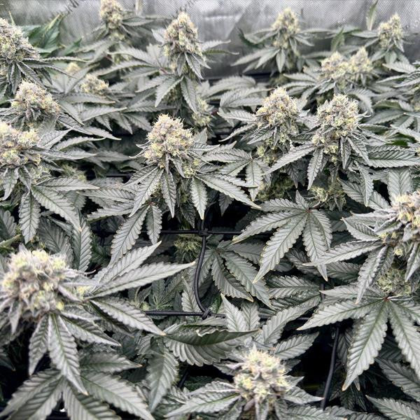 Money Ball - EXOTIC GENETIX | TanieSianie.pl
