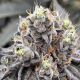 Money Ball - EXOTIC GENETIX | TanieSianie.pl