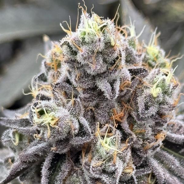 Money Ball - EXOTIC GENETIX | TanieSianie.pl