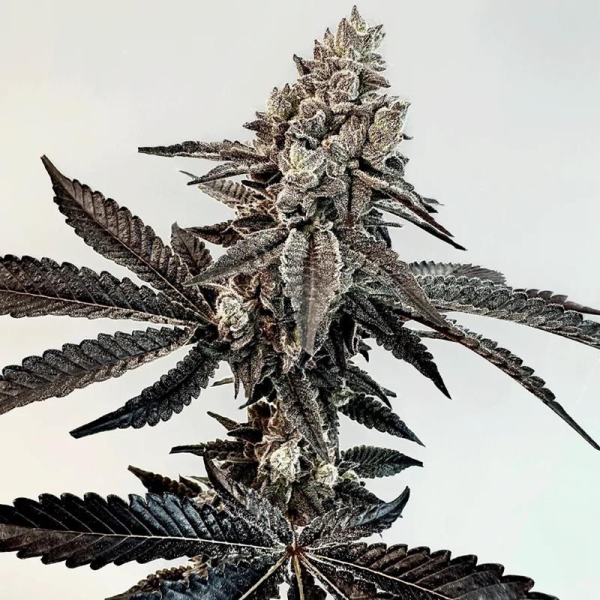 Slaphappy - EXOTIC GENETIX | TanieSianie.pl