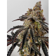 Slaphappy - EXOTIC GENETIX | TanieSianie.pl