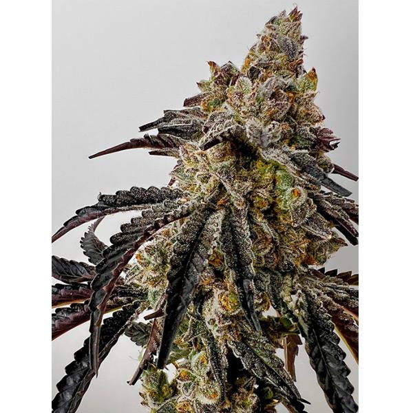 Slaphappy - EXOTIC GENETIX | TanieSianie.pl