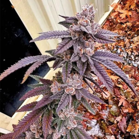 Yikes - EXOTIC GENETIX | TanieSianie.pl