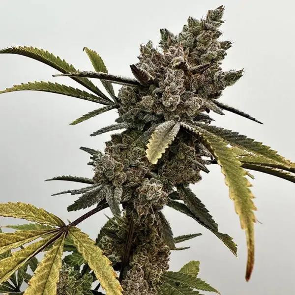 Project 9 - EXOTIC GENETIX | TanieSianie.pl