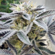 Project 9 - EXOTIC GENETIX | TanieSianie.pl