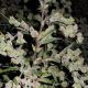 Dr Grinspoon - BARNEY’S FARM | TanieSianie.pl