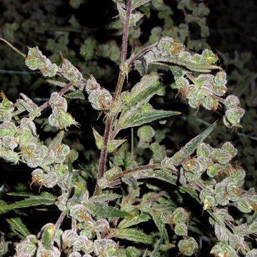 Dr Grinspoon - BARNEY’S FARM | TanieSianie.pl