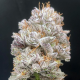 Project 9 - EXOTIC GENETIX | TanieSianie.pl