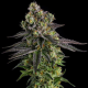 AB Parfait - COMPOUND GENETICS | TanieSianie.pl