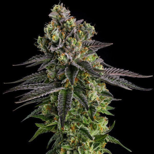 AB Parfait - COMPOUND GENETICS | TanieSianie.pl