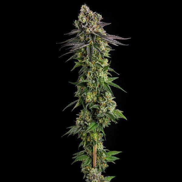 AB Parfait - COMPOUND GENETICS | TanieSianie.pl