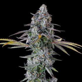 Inside Joke - COMPOUND GENETICS | TanieSianie.pl
